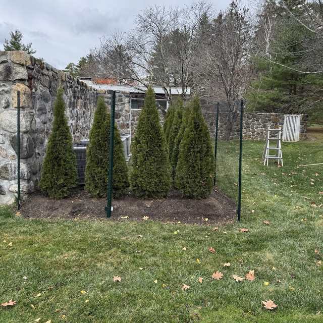 Newly planted arborvitae protected by deer fencing
