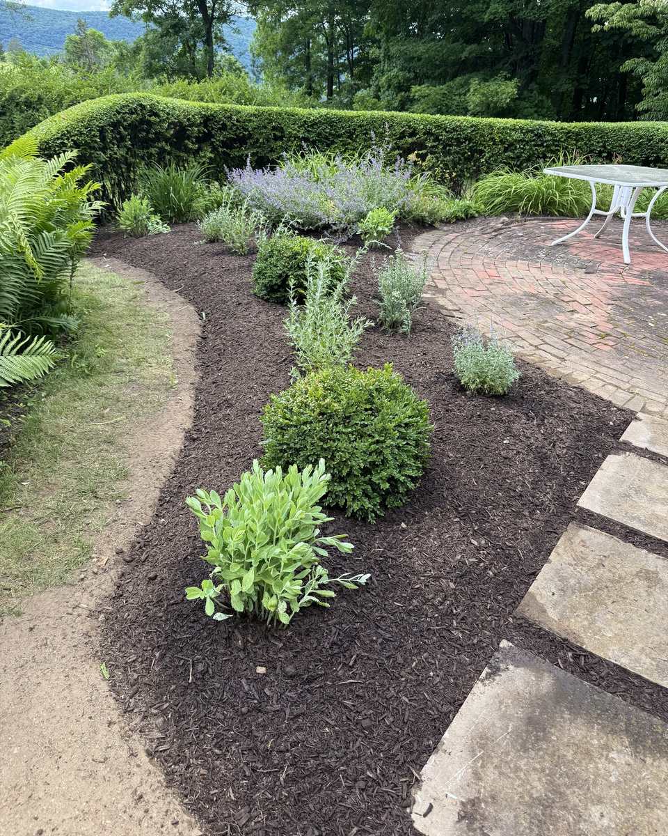 Curved clipped hedge and new plantings with hills in the distance