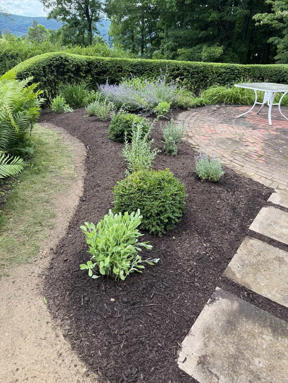 Curved clipped hedge and new plantings with hills in the distance