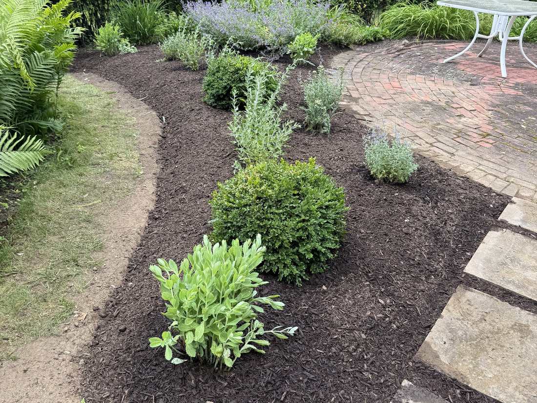 Curved clipped hedge and new plantings with hills in the distance