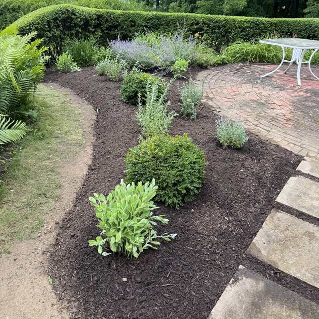 Curved clipped hedge and new plantings with hills in the distance