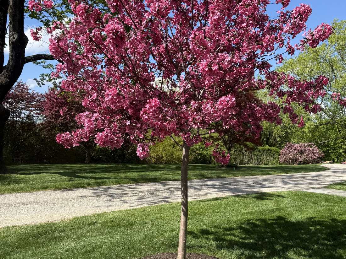 Flowering crabapple with a clean mulch ring on a mown lawn