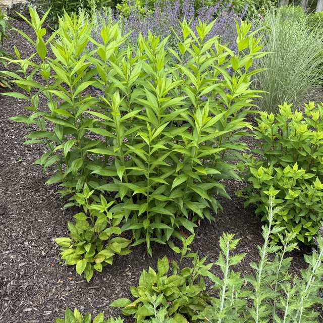 Freshly mulched perennial bed with healthy summer growth