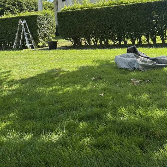 Hedge trimming in progress on a large lawn