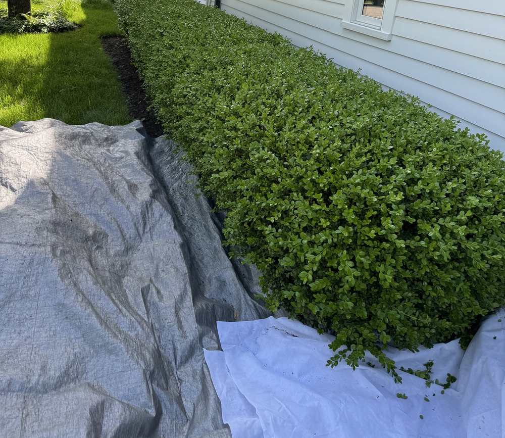 Hedge trimming with tarps laid to catch every clipping