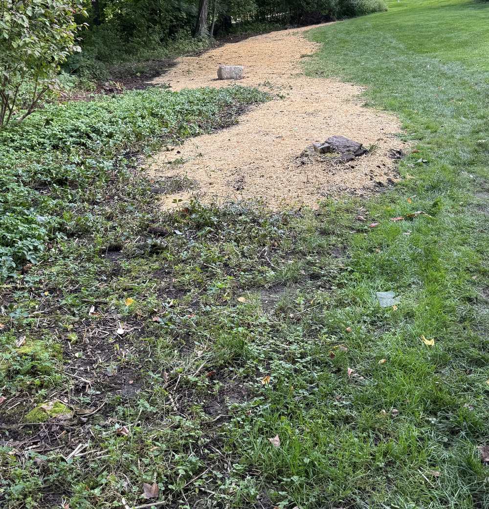 Newly seeded lawn area covered with straw