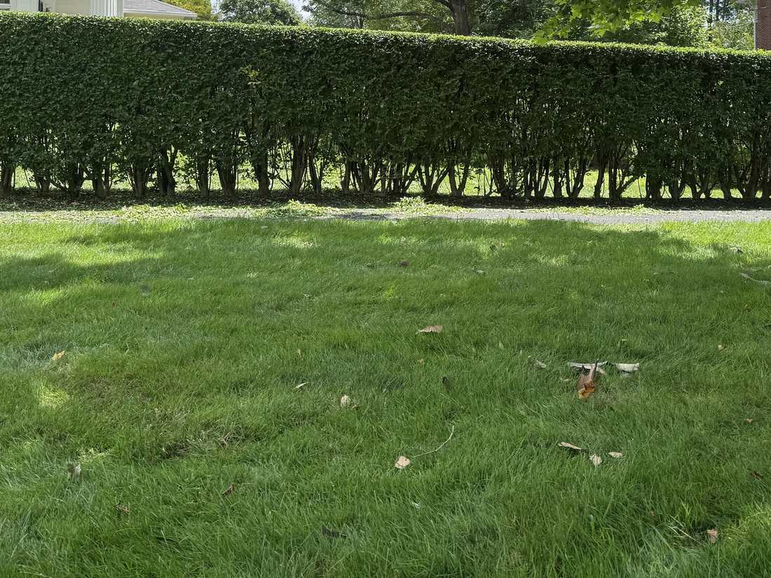 Long, evenly trimmed hedge behind a healthy lawn