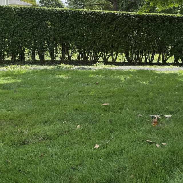 Long, evenly trimmed hedge behind a healthy lawn