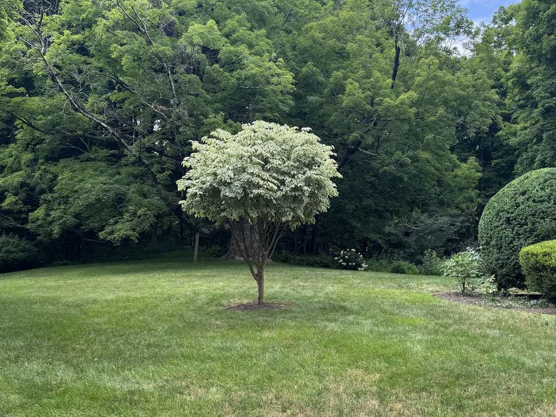 Freshly mown lawn with a variegated specimen dogwood