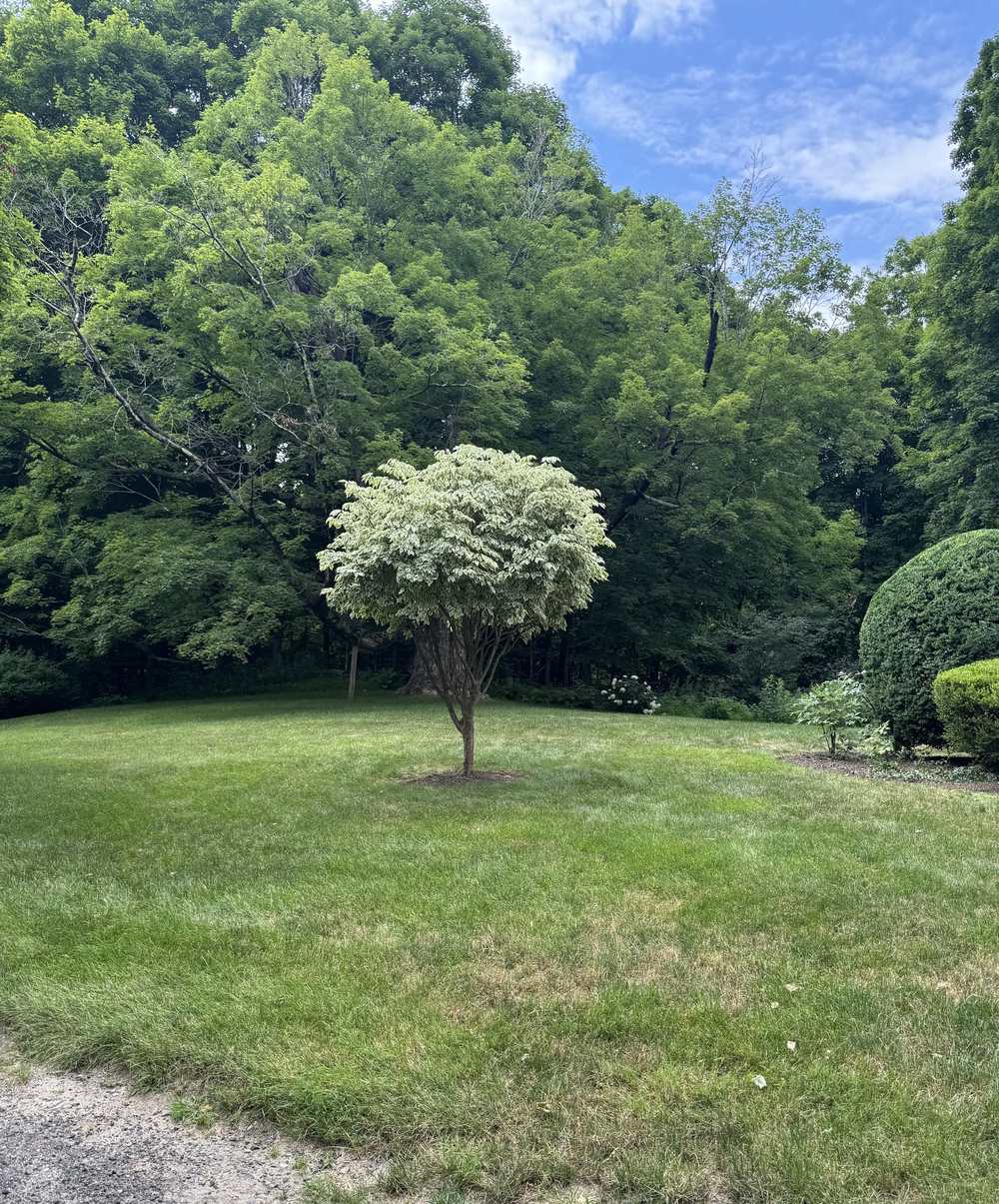 Freshly mown lawn with a variegated specimen dogwood