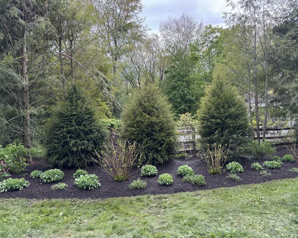 New shrub bed with evergreens and hostas, freshly mulched