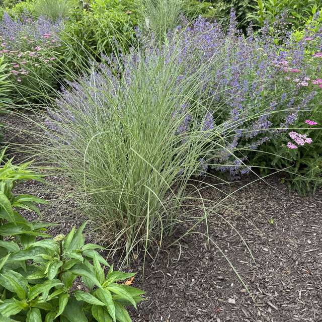 Maintained perennial bed with ornamental grass, catmint and yarrow