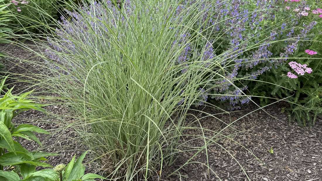 Maintained perennial bed with ornamental grass, catmint and yarrow
