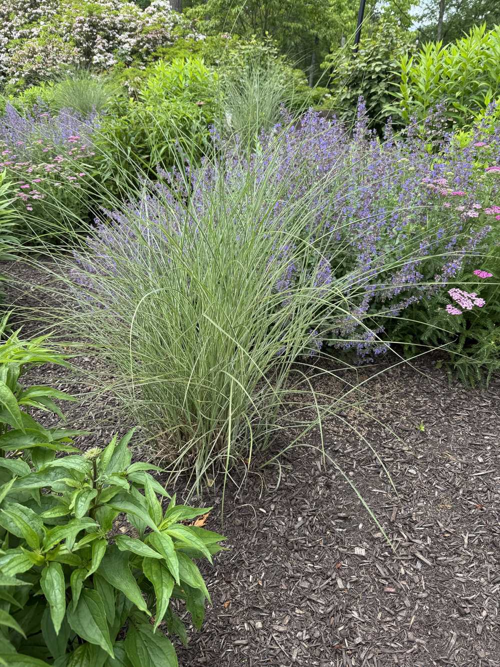 Maintained perennial bed with ornamental grass, catmint and yarrow
