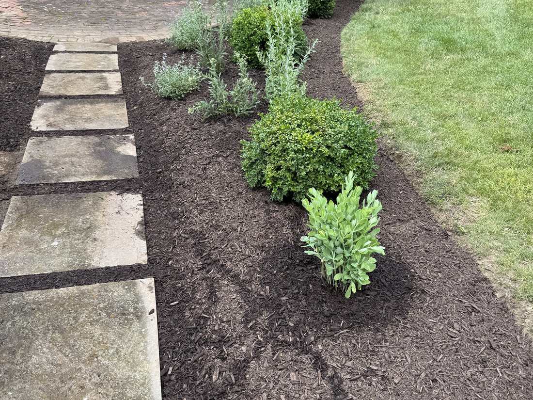Newly planted shrub and perennial bed along a stepping-stone path