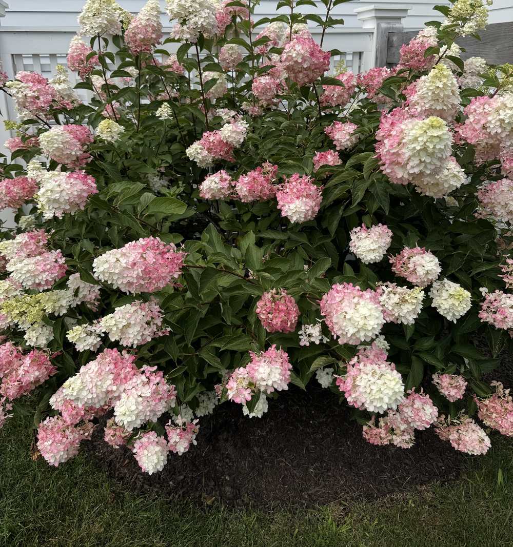 Pink and white panicle hydrangea in full bloom over a mulched bed