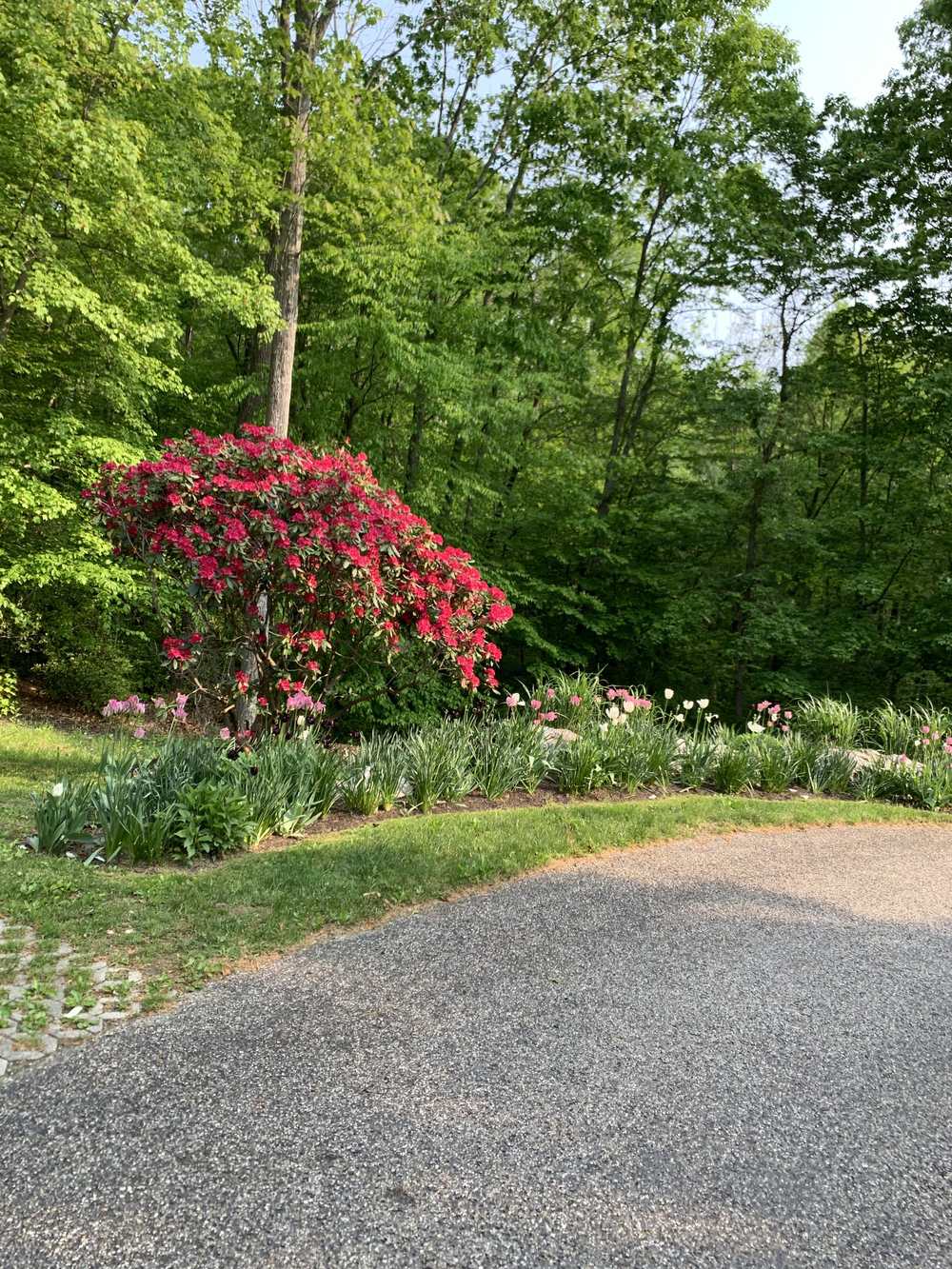 Red rhododendron and spring bed edge along a gravel drive