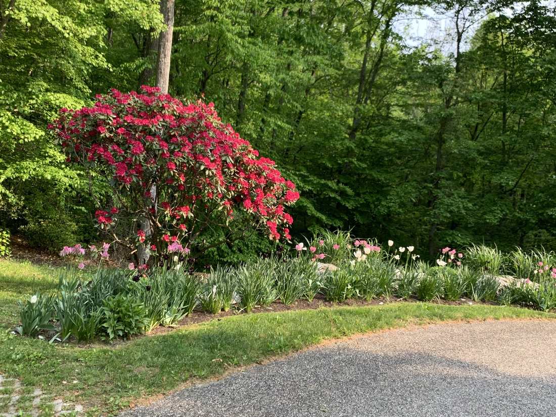 Red rhododendron and spring bed edge along a gravel drive