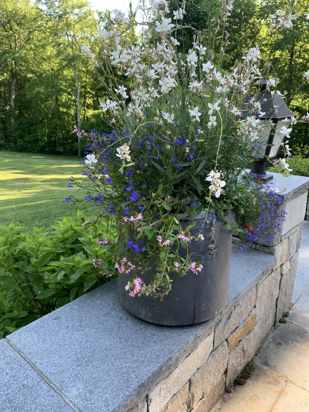 Seasonal container of gaura and lobelia on a stone wall