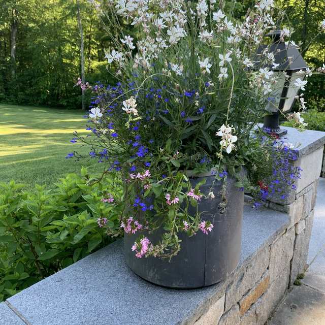 Seasonal container of gaura and lobelia on a stone wall