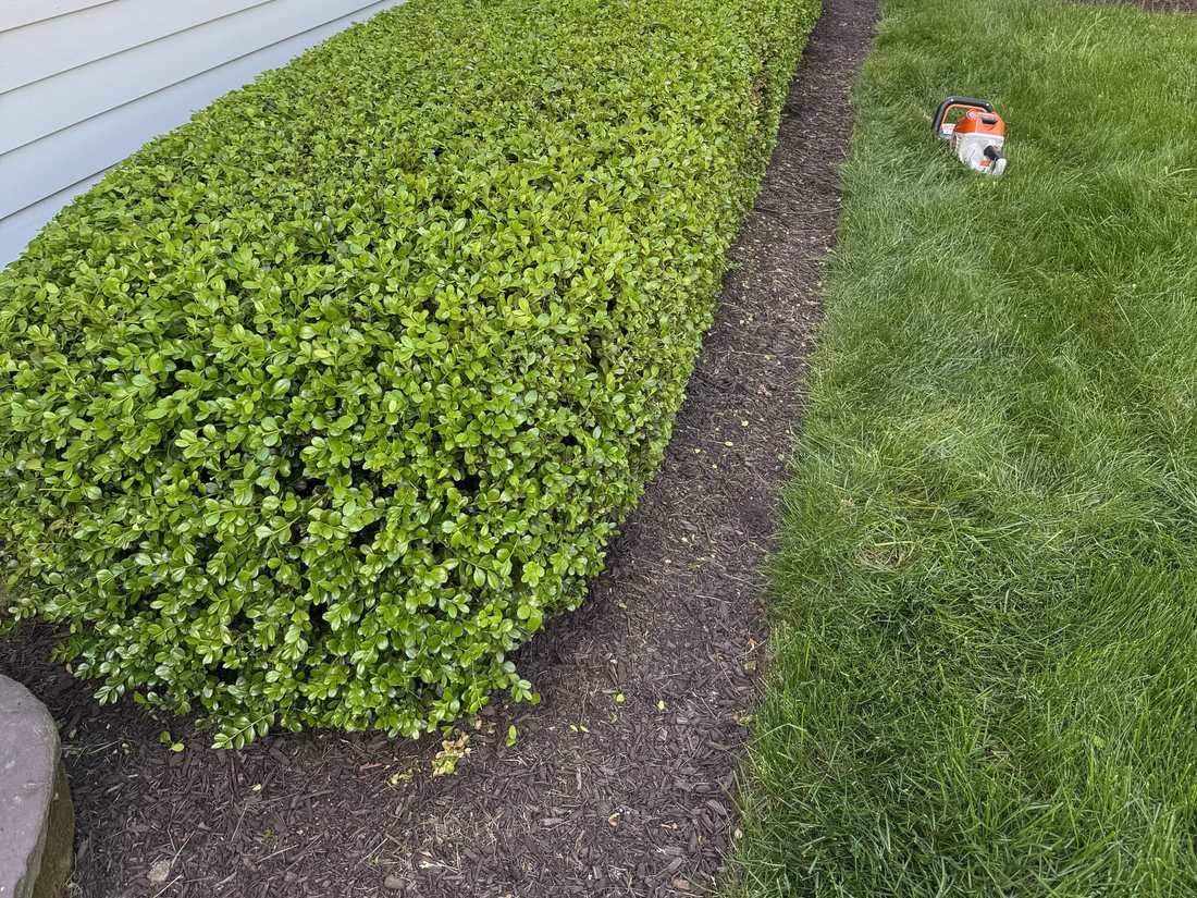 Neatly trimmed hedge with a crisp, freshly cut bed edge