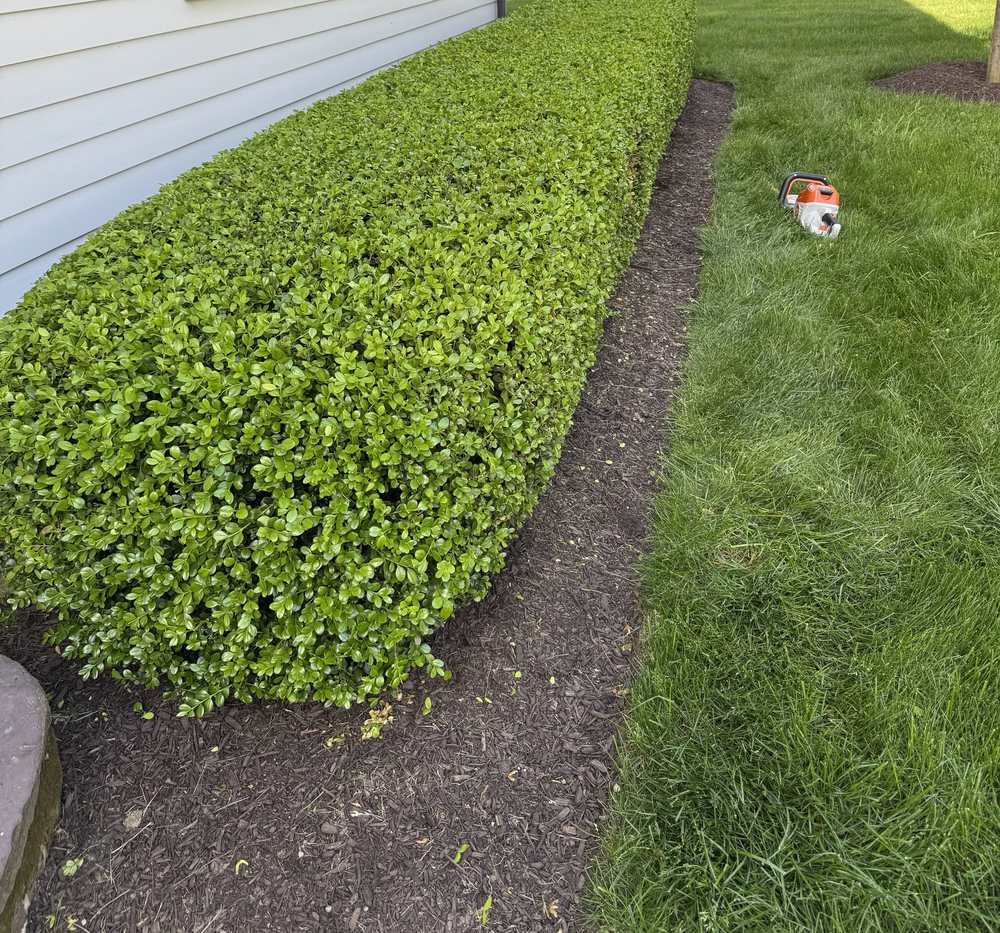 Neatly trimmed hedge with a crisp, freshly cut bed edge