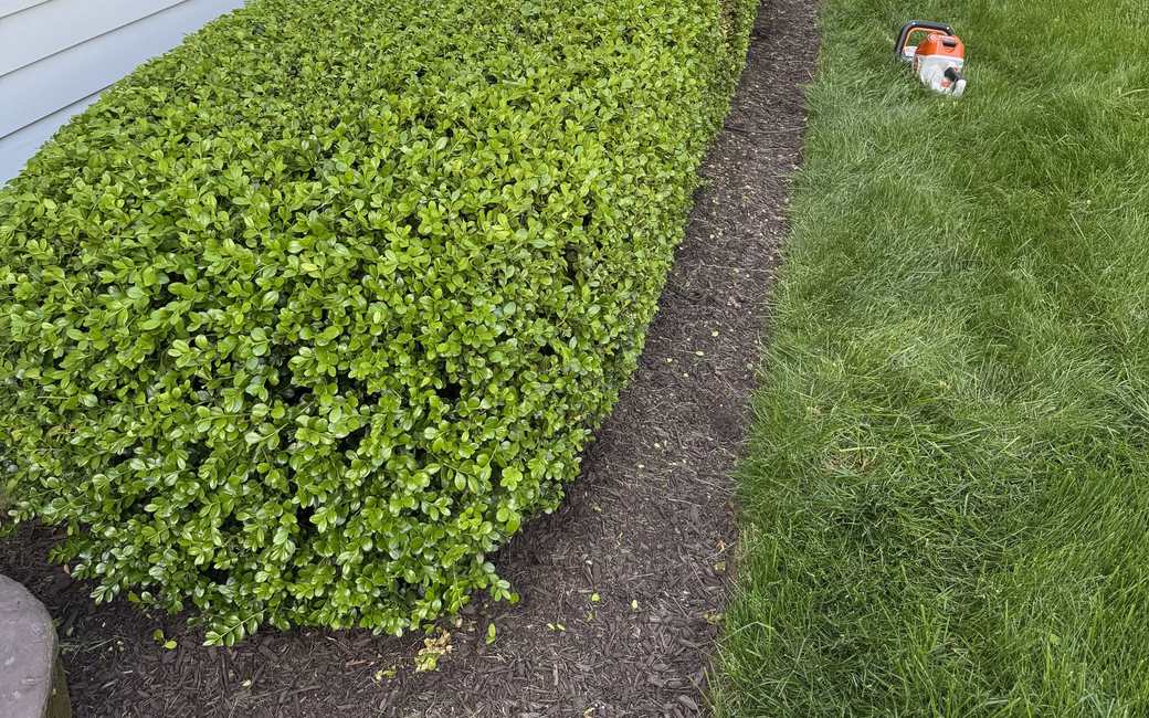 Neatly trimmed hedge with a crisp, freshly cut bed edge