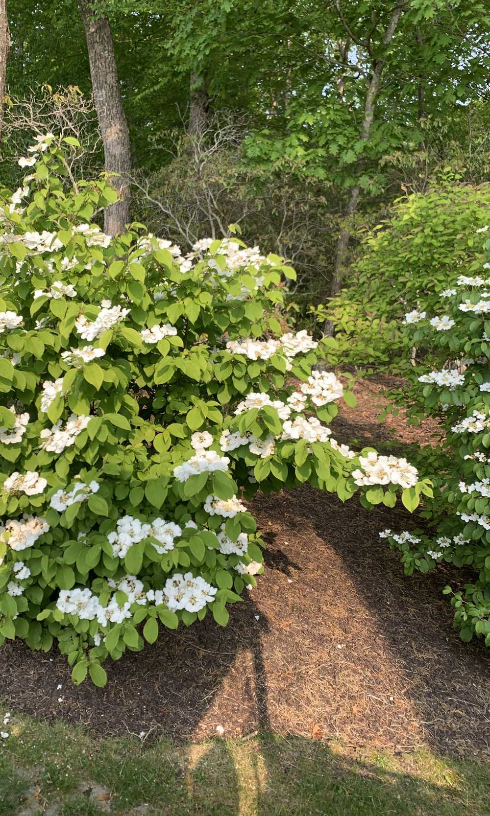White doublefile viburnum in a mulched woodland bed