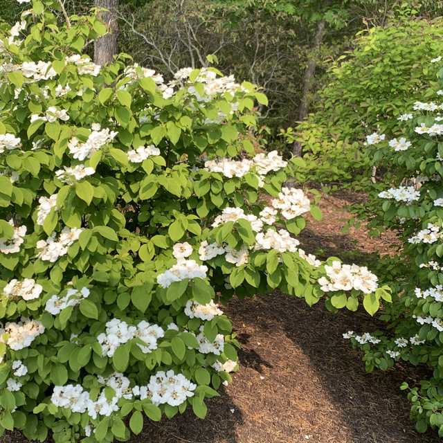 White doublefile viburnum in a mulched woodland bed
