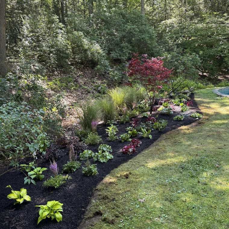 Woodland shade bed with Japanese maple, grasses and hostas