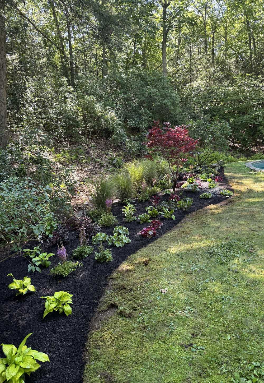Woodland shade bed with Japanese maple, grasses and hostas